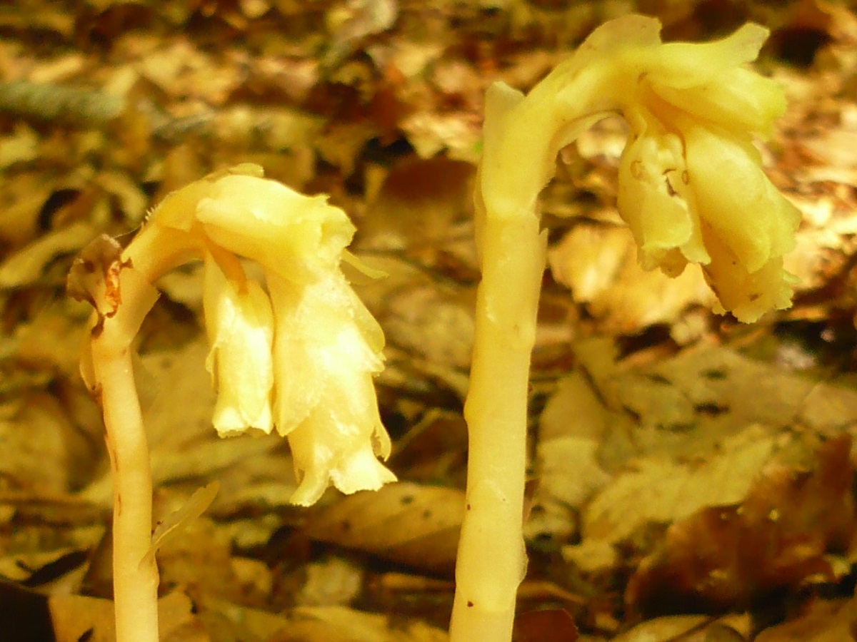 Monotropa hypopitys subsp. hypopitys (Ericaceae)
